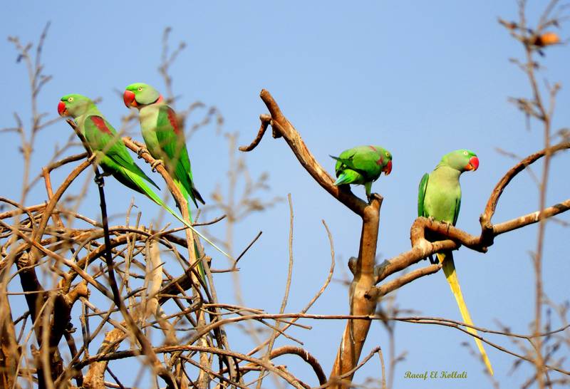 Alexandrine parakeet. Photo: Raeaf El Kollali