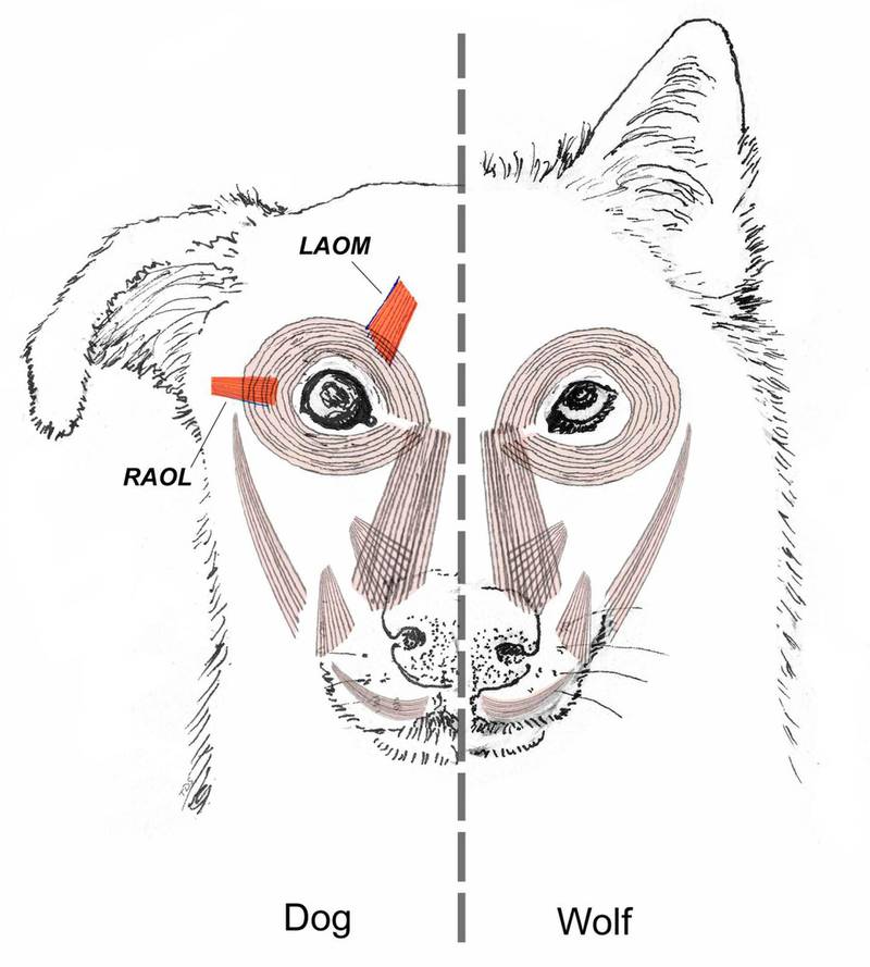 This diagram provided by Tim Smith in June 2019 shows a comparison between dog and wolf facial muscles. A study released on Monday, June 17, 2019 suggests that over thousands of years of dog domestication, people preferred dogs that could pull off the â€puppy dog" eyes look. And that encouraged the evolution of the facial muscle behind it, researchers propose. (Tim Smith via AP)
