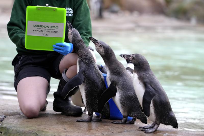 Humboldt penguins being counted during the annual stocktake at London Zoo. AP