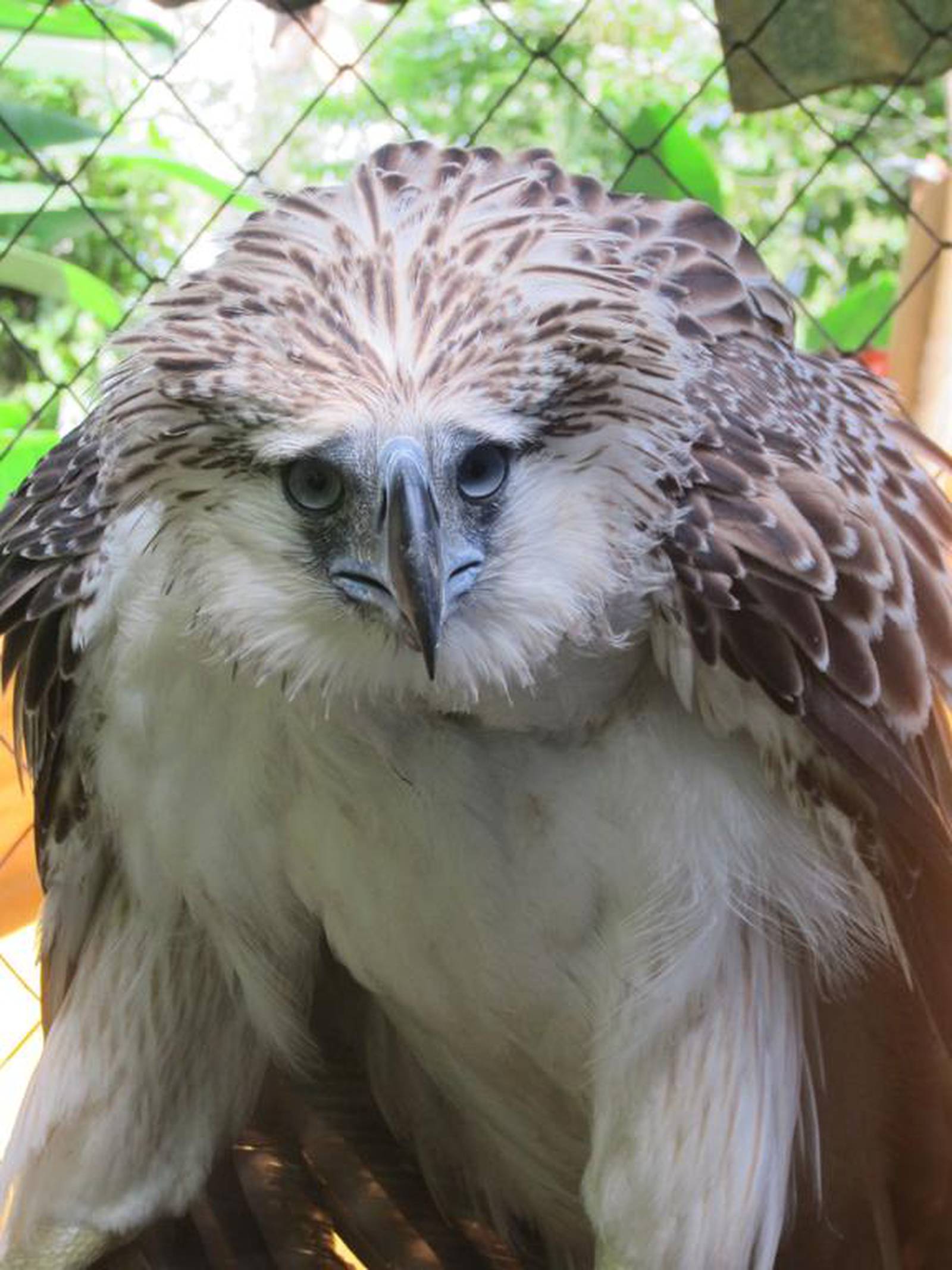 Critically endangered Philippine eagle shot dead three years after rescue
