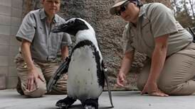 If the shoe fits: lucky penguin receives life-saving new boots