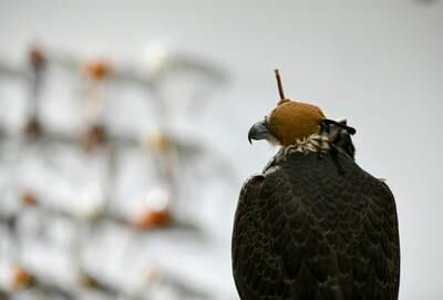 A falcon at Al Sheraga Falconry stand at Adnec, Abu Dhabi. Khushnum Bhandari / The National 