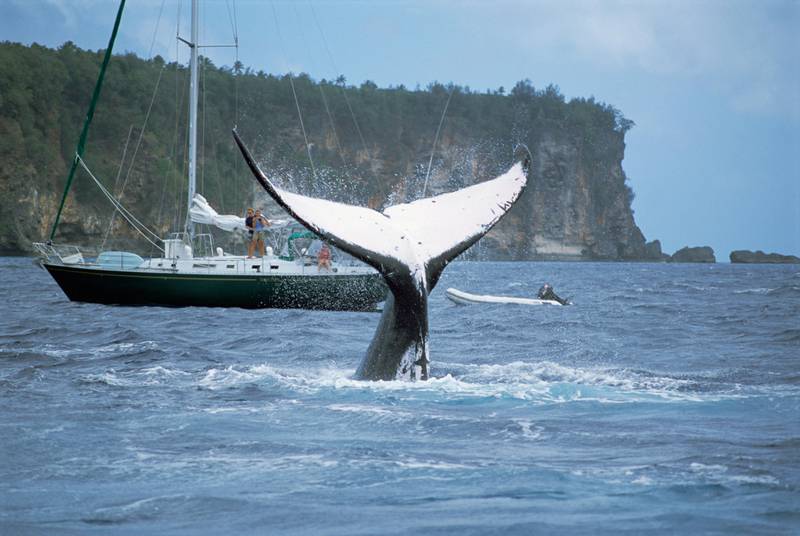Humpback Whale (Megaptera novaeangliae) diving near boat, Tonga (Mike Parry / Minden Pictures / Getty Images)