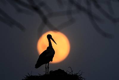 A pink supermoon rises behind the stork in a nest in the village of Rzanicino near Skopje, Republic of North Macedonia. EPA