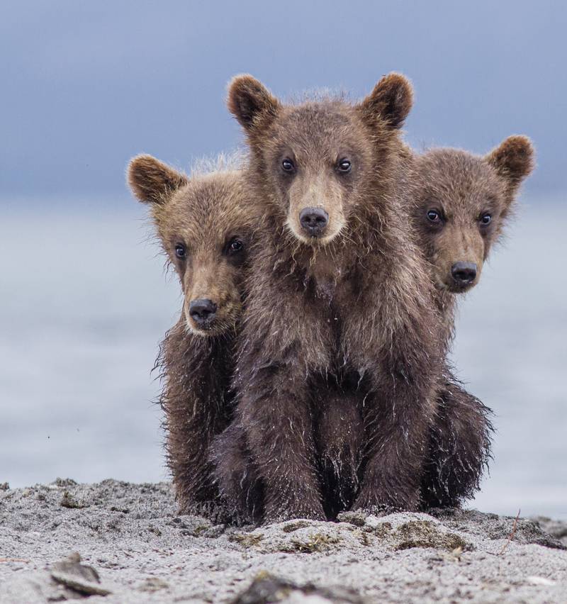 'Three-headed'. Taken in Kuril lake, Kamchatka, Russia. Paolo Mignosa / Comedy Wildlife 2022