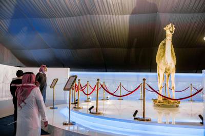 Saudi visitors are watching at a stuffed camel in the Camel Museum, which is part of the festival cultural activities.