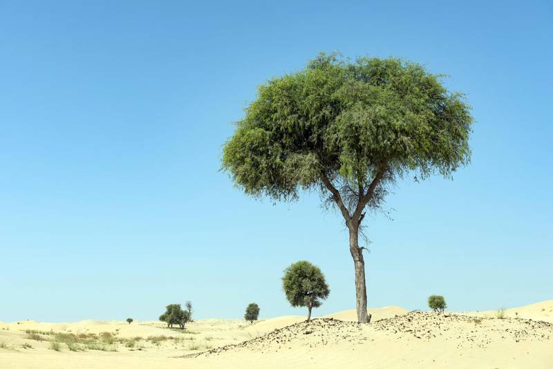 H9FMAB Ghaf tree in desert landscape with blue sky