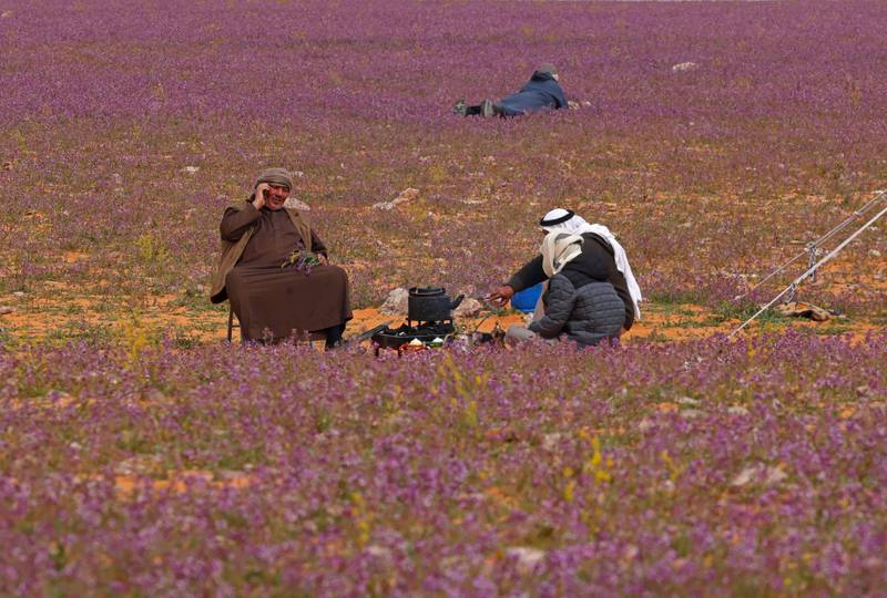 Sightseers relax on the carpet of blooms, near Rafha, northern Saudi Arabia.