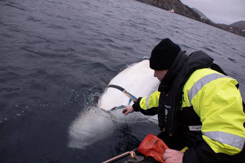 Fisherman Joergen Ree Wiig tries to reach the harness attached to a beluga whale. AP
