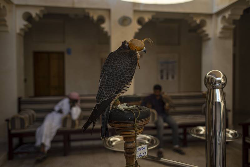 Men and their birds wait for an appointment. The falcon is the national bird of Qatar