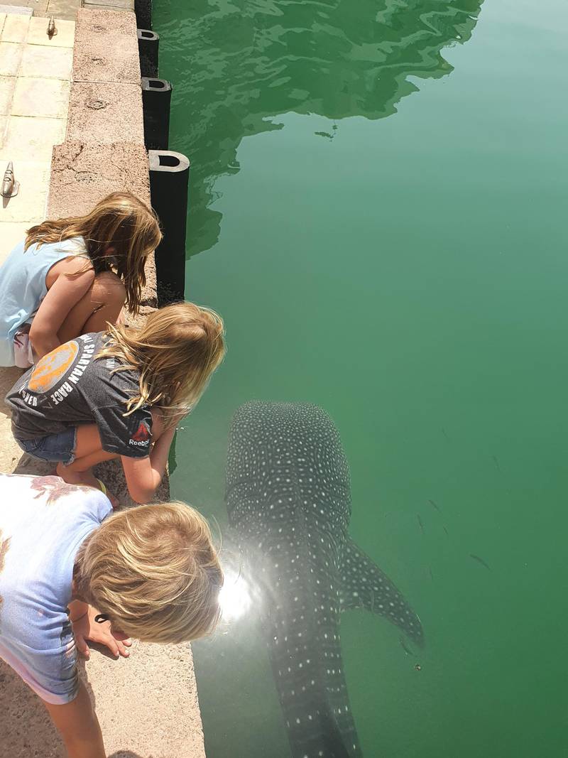 A whale shark is spotted at Al Raha in Abu Dhabi. Courtesy: Environment Agency Abu Dhabi