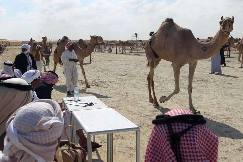 Camels have come from as far as Nejd, the heart of Saudi kingdom, and Dhofar, the last lands of Oman before it borders with Yemen