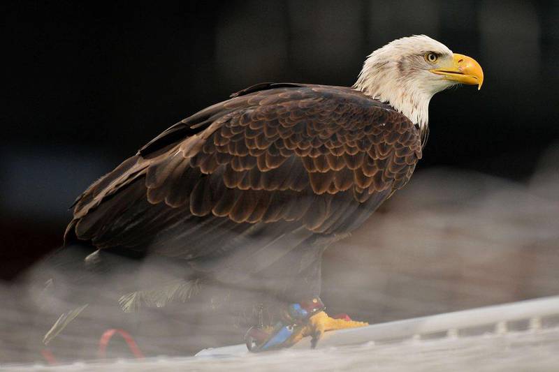 There are now more bald eagles in America than goldens.  AFP