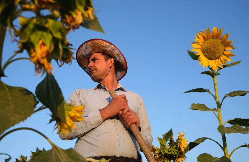A Kurdish man works in a sunflower field in northern Iraq.