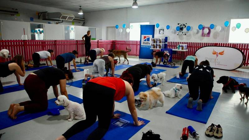 Puppy Pilates is run by The Animal Agency in conjunction with Hill's Pet Nutrition. Karma Gurung / The National