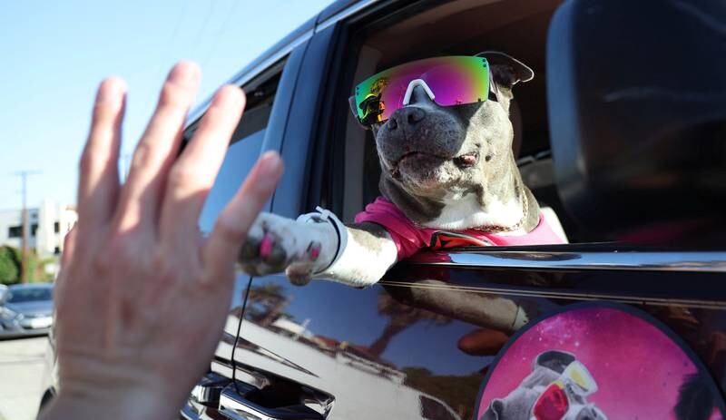A dog named Luna high-fives a person in the Angelino Heights neighborhood of Los Angeles, California, U. S. , August 26, 2022.  REUTERS / Mario Anzuoni