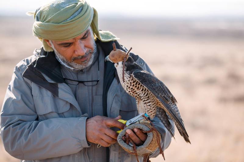 The Sheikh Zayed Falcon Release Programme Enters its 27th Year by Releasing 86 Falcons into the Skies of Kazakhstan. courtesy: EAD