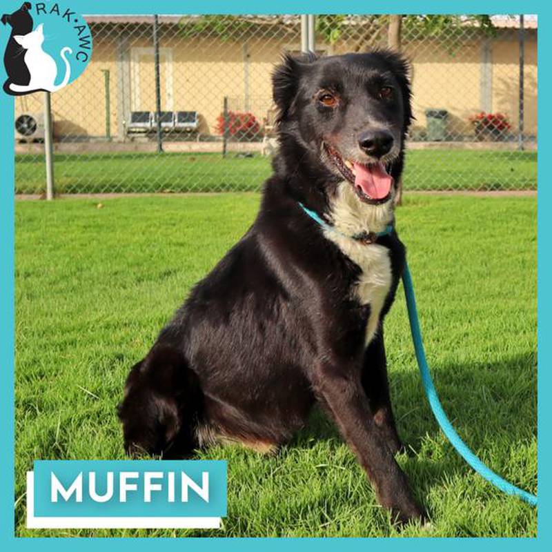 The adorable Muffin is up for adoption or foster.