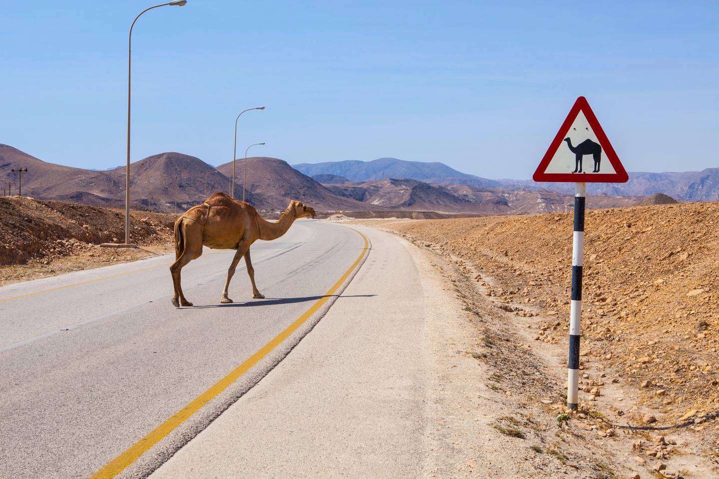FRW6X7 Camel crossing the road near Salalah, Oman. Jurate Buiviene / Alamy Stock Photo