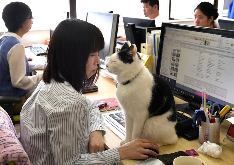 Hidenobu Fukuda the boss of Ferray, an IT firm in Tokyo, introduced an ‘office cat’ policy in 2000.