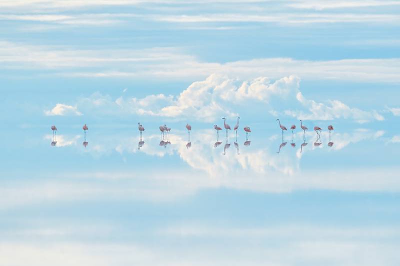 Heavenly flamingos by Junji Takasago, winner of the Natural Artistry category.