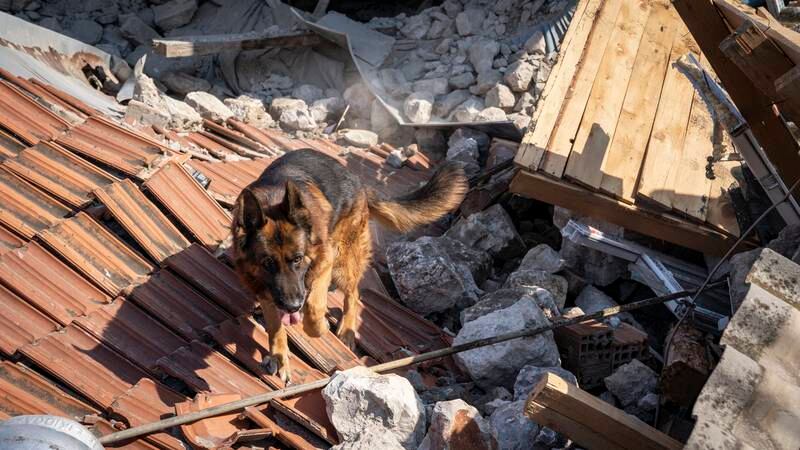 Lasko, a trained rescue dog, goes into action after signs of life are detected. Matt Kynaston / The National
