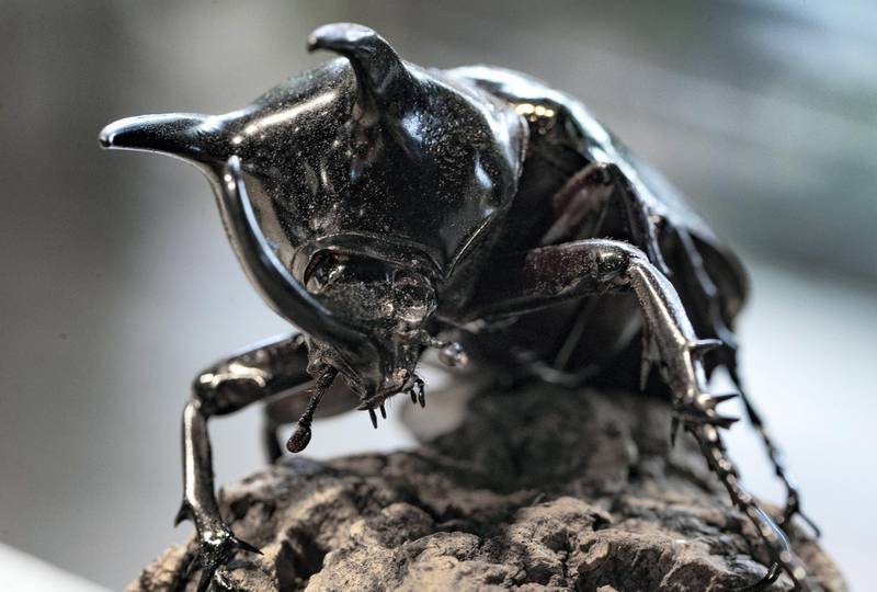 Dubai, United Arab Emirates - July 03, 2019: Atlas beetle. The Green Planet for Weekender. Wednesday the 3rd of July 2019. City Walk, Dubai. Chris Whiteoak / The National