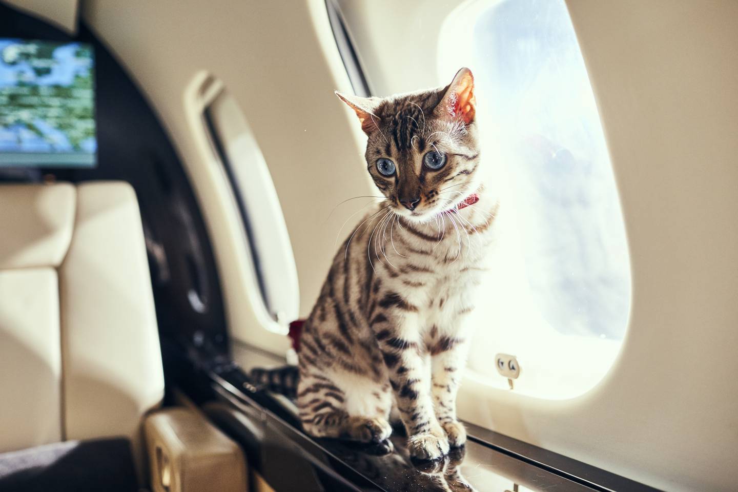 Minnie the cat became VistaJet crew for a day after flying undocumented to Turks and Caicos. Photo: VistaJet