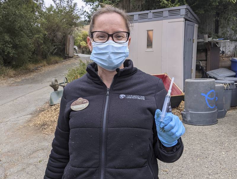 Monica Fox administers vaccines at the Oakland Zoo