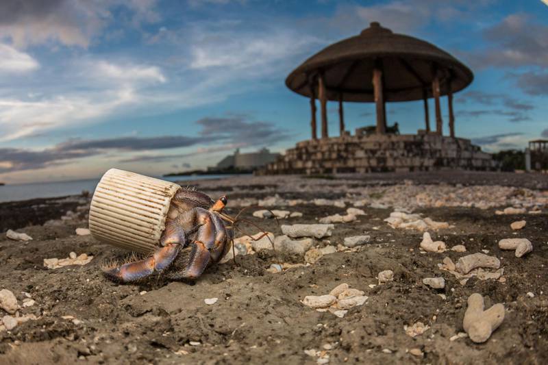 In Japan, a hermit crab mistakes a plastic bottle cap for a shell to protect its body. Courtesy Shawn Miller