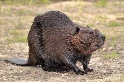 North American beavers, introduced from Canada to Argentina in 1946, have been blamed for ecological damage in Tierra del Fuego in the far south of South America. Getty Images