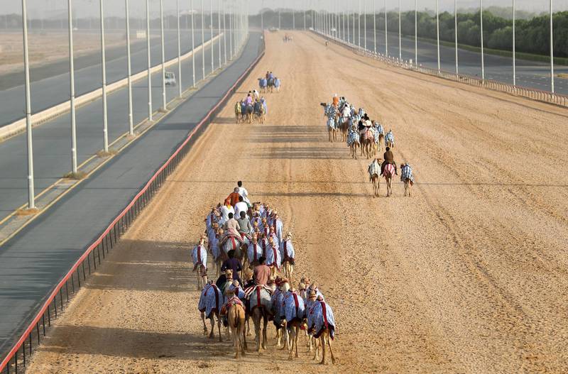 Dubai, United Arab Emirates - Reporter: Anna Zacharias. News. Handlers prepare the camels for racing at Al Marmoom camel race track. Tuesday, September 1st, 2020. Dubai. Chris Whiteoak / The National