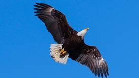 Nearly half of US bald eagles suffer lead poisoning  