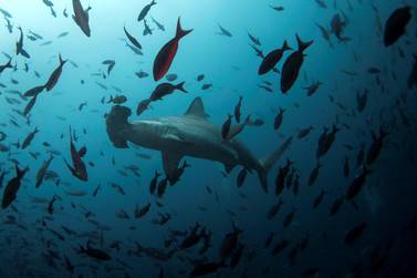 Hammerhead shark. Reuters