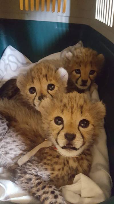 The Cheetah Conservation Fund says it is struggling to keep up with the rehabilitation of the animals as so many are being intercepted. Photo: CCF