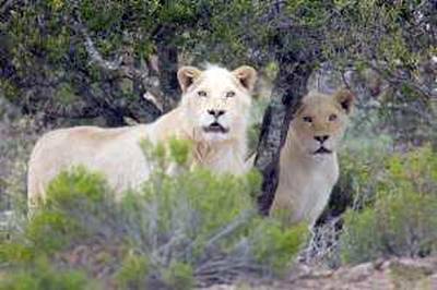 05/01/2010 - Al Ain, UAE - Two White Lions were brought from South Africa to Al Ain Wildlife Park & Resort this week.  **Pictures courtesy of Al Ain Wildlife Park & Resort** *** Local Caption ***  ah_100105_White_Lions_0001.JPG