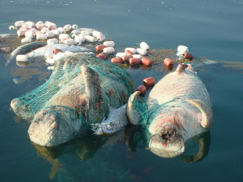 FILE PHOTO Inspectors found three more dead dugongs in Al Dhafra to the west of the capital, along with more than 2,000 metres of nylon fishing nets abandoned by fishermen in the water.. Wam