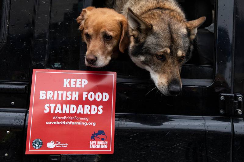 Farm dogs Rudy (L) and Gus sit in a Land Rover next to a sign that reads 'Keep British Food Standards' during a demonstration outside the Houses of Parliament on October 12, in London. Dan Kitwood/Getty Images