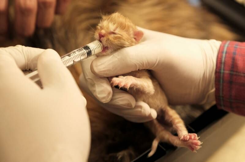 A tiny kitten is fed milk with a syringe.