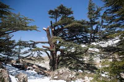 Lebanon's oldest cedar grove is known locally as Arz al-Rab or Cedars of God. All photos: Walid Sader for The National