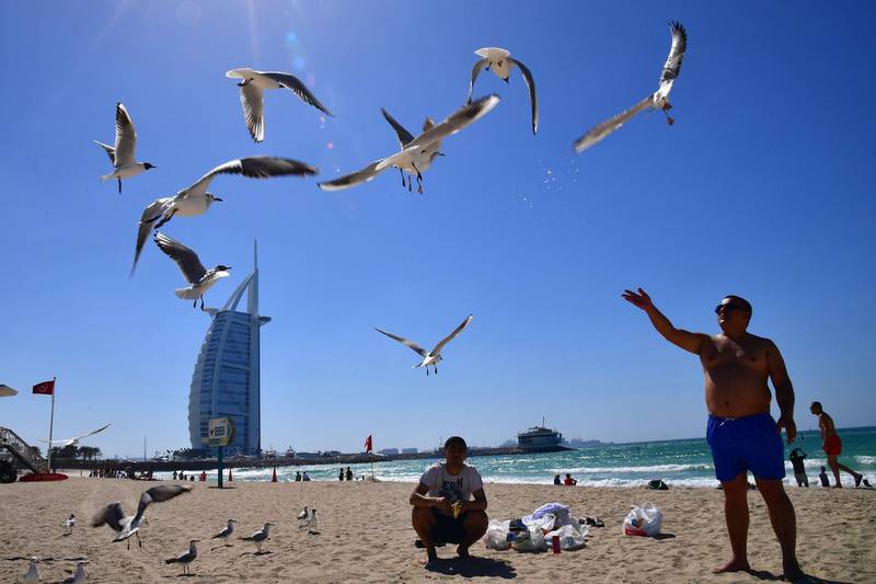 A man feeds seagulls on the beach near the Burj al-Arab in Dubai on March 14, 2018. / AFP PHOTO / GIUSEPPE CACACE