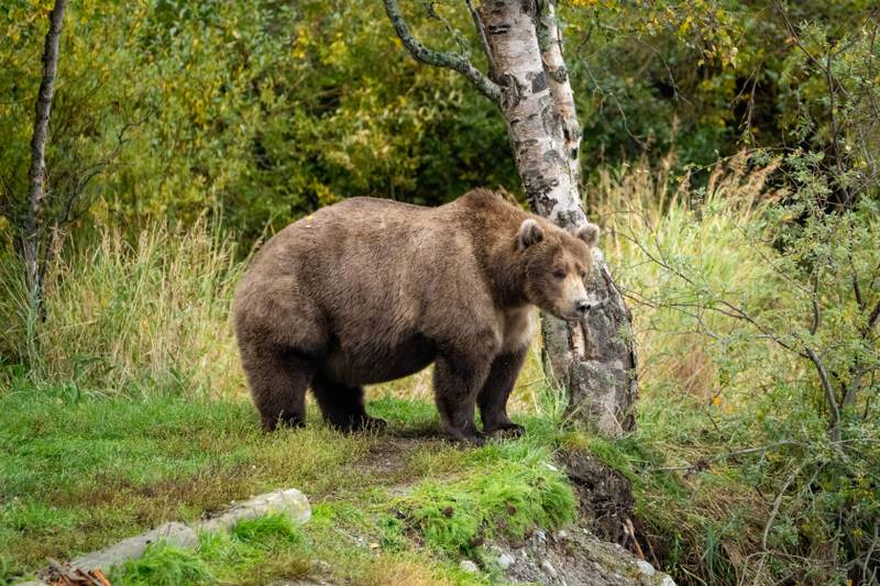 This photo shows a rotund Bear 901 as voters select the fattest bear in Alaska. Photo: L Law