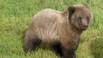 Brown bear cub 909 is getting ready for hibernation season by fattening up before its months-long rest. Reuters