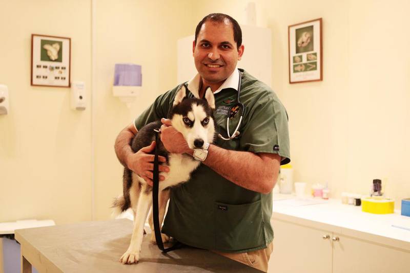 Fadi Daoud with Whistler, an abandoned husky, at the Australian Veterinary Clinic in Abu Dhabi. Animal Action tries to rehome as many pets as possible, but faces a huge challenge. Christopher Pike / The National