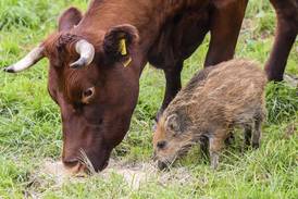 German cow herd adopts lone wild boar piglet 