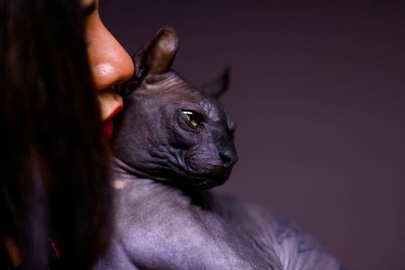 A Sphynx cat - a furless breed - with a tattoo that reads 'Made in Mexico', that was rescued by police from a prison in Ciudad Juarez, Mexico. Reuters