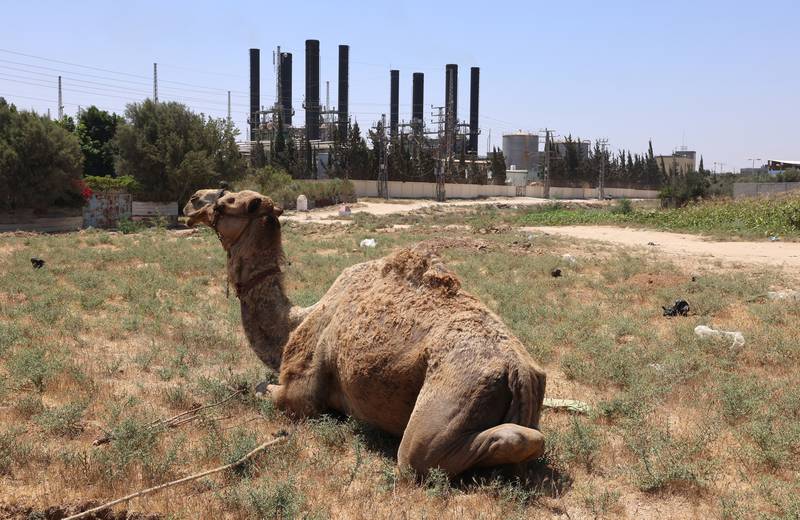 Camels living near a petroleum plant close to the city of Al Jubail, Saudi Arabia, are affected by heavy metals, according to a new study. AFP