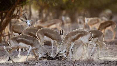 The UAE has been leading efforts to bolster numbers of Arabian Oryx for decades. AFP