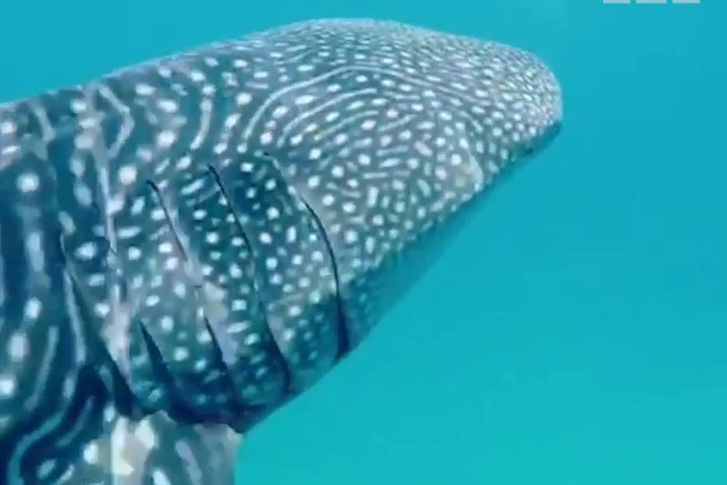 UAE divers have close encounter with whale shark