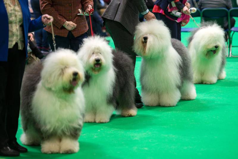 Old English Sheepdogs are judged on the third day of the Crufts dog show at the National Exhibition Centre in Birmingham, central England.  AFP